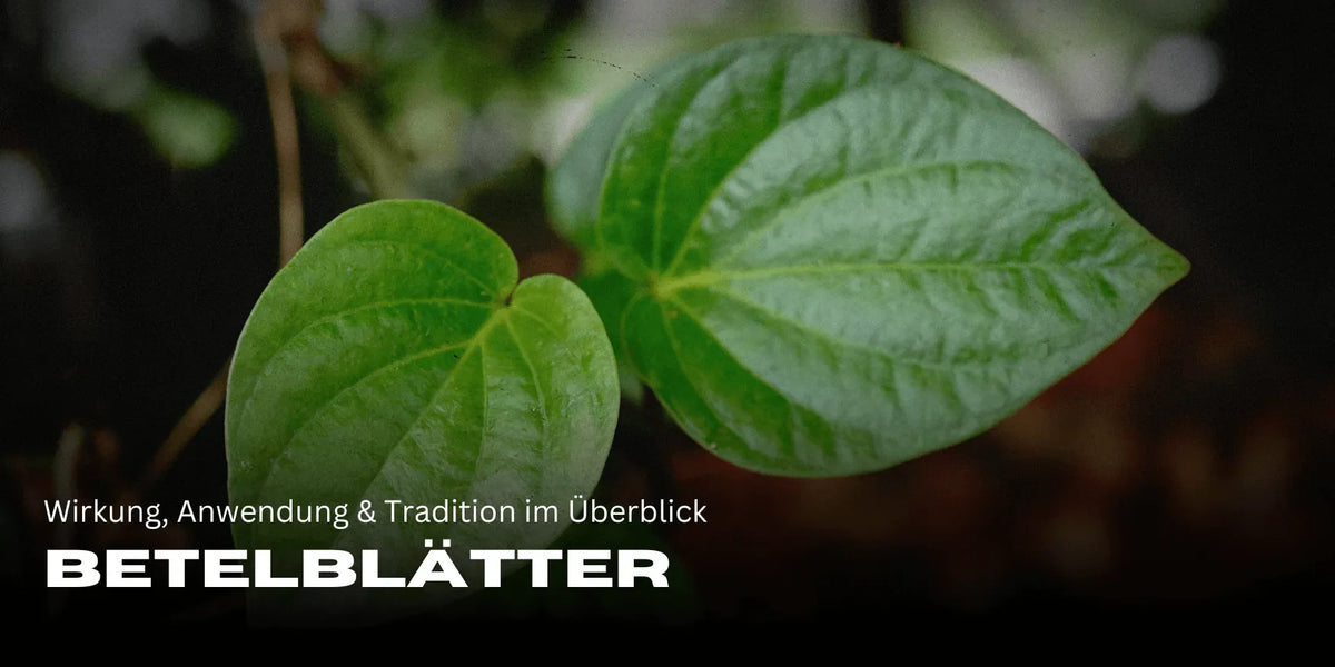 Betelbladeren: Effecten, Toepassing & Traditie in één oogopslag - Smagro GmbH