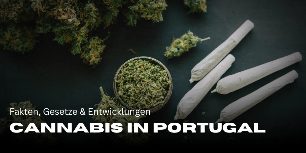 Joints on a table with cannabis that has been ground up, surrounded by cannabis buds
