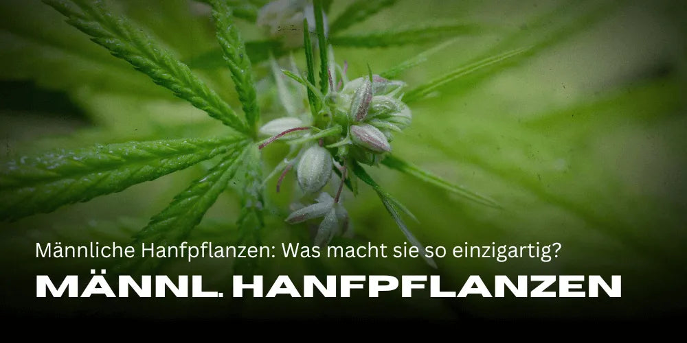 Hím kannabisz növények: Mitől olyan egyediek?