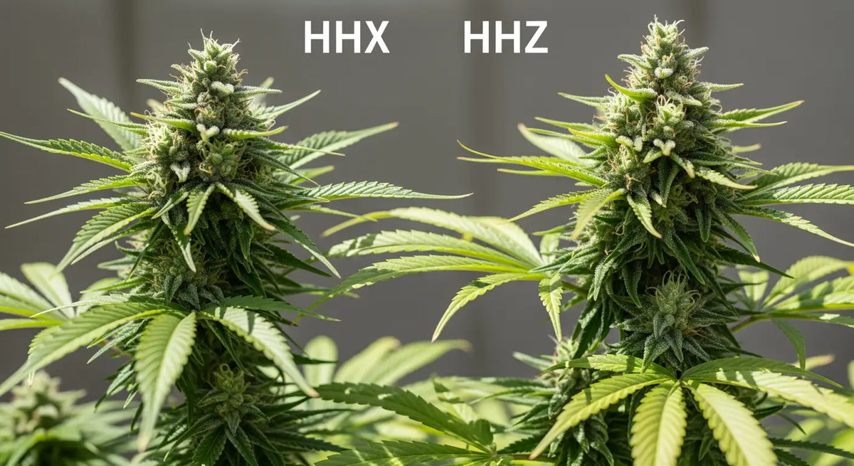 HHX vs. HHZ – a comparison of two cannabinoids