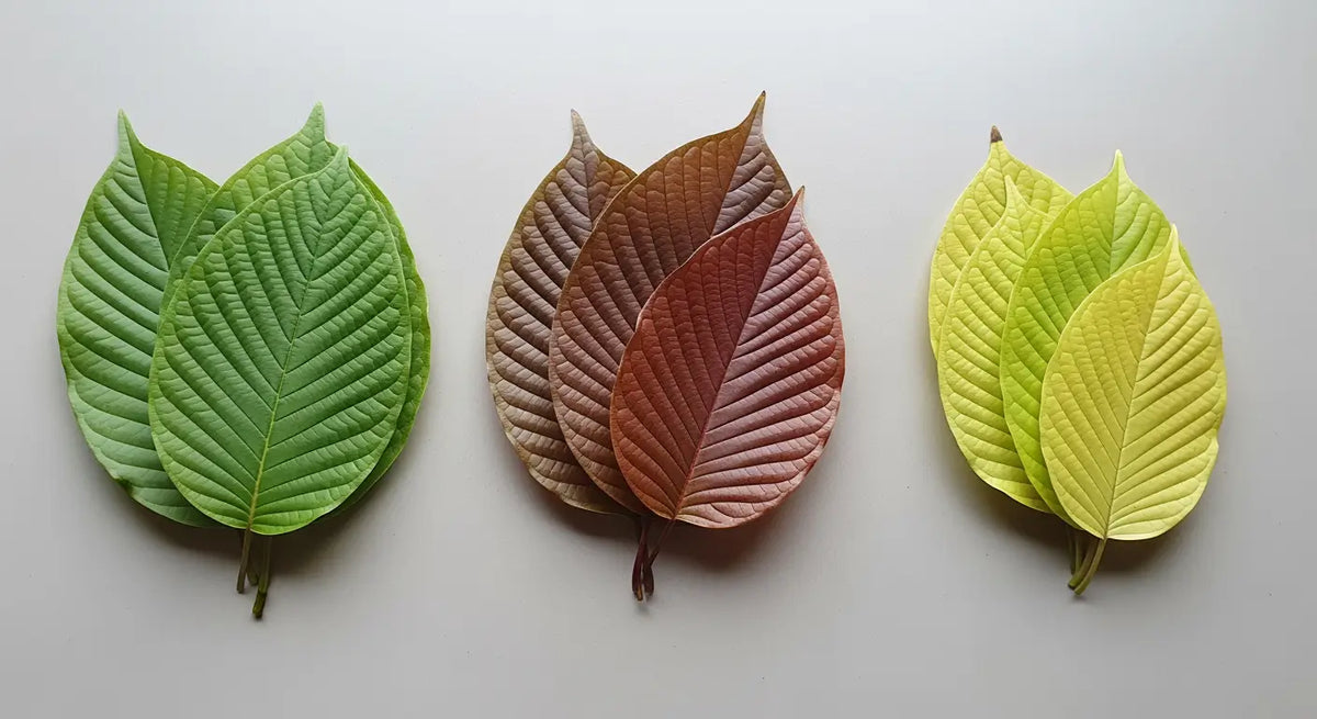 Understanding Kratom strains – colors, differences, uses