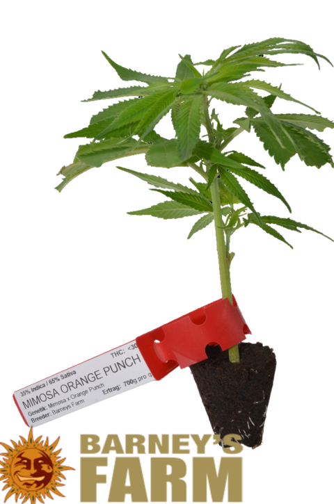 Cannabis Stecklinge
